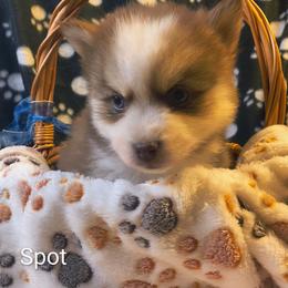 Spot - Red and white male Pomsky puppy in Blackfoot, Idaho from Snake River Pomskys