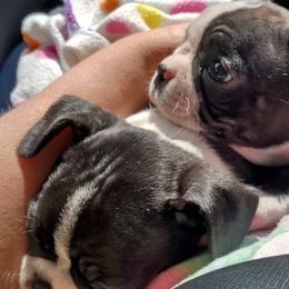Boston Terrier Puppies from Crystal Carlisle's Boston Terriers