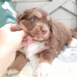 Hazel (blue eyes, read full descript.) - Red tri-color female Australian Shepherd puppy in Roanoke, Virginia from Miniature Angels Farm
