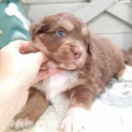 Hazel (blue eyes, read full descript.) - Red tri-color female Australian Shepherd puppy in Roanoke, Virginia from Miniature Angels Farm