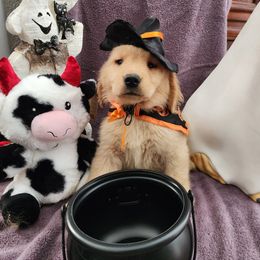 Chandler - Golden male Golden Retriever puppy in Windsor, Colorado from HiCountry Goldens