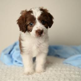 Freedom Frito - Brown and white male Aussiedoodle puppy in Lincoln, California from Frenchie LOVE and Doodles