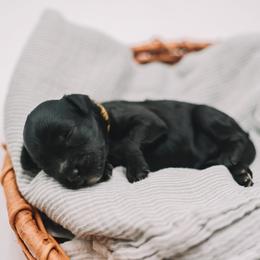 Yellow Girl - Black female Cavapoo puppy in Mckinney, Texas from Doodles of North Tx
