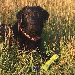 Labrador Retrievers from GNJ Kennels