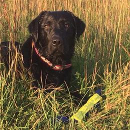 Labrador Retrievers from GNJ Kennels