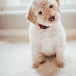 Bernedoodle Puppies from Southern Oak Breeders LLC