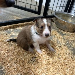 Green - White and sable male Shetland Sheepdog puppy in Fontanelle, Iowa from Jensen Farms Shelties