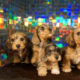 American Corgi, Dachshund, and Pembroke Welsh Corgi Puppies from Shining A Lowriders & Co.