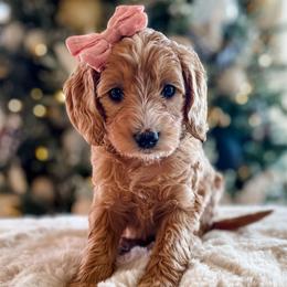 Coco - Red  female Goldendoodle puppy in Provo, Utah from GoldenDoodle Express