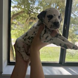 Poppy - White and black female Dalmatian puppy in Lehigh Acres, Florida from PupsMansion
