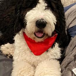 Bernedoodle All Grown Up from Backwoods Bernedoodles