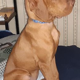 Vizslas from Vizsla's of Heaven