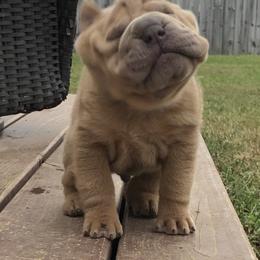 Chinese Shar-Pei Puppies from HapPei House of Wrinkles