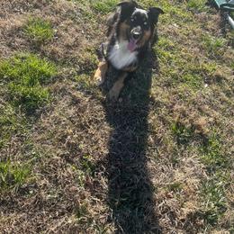 Rocky - Australian Shepherd