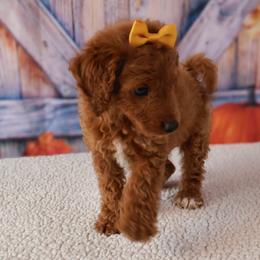 Ariel - Red  female Goldendoodle puppy in Apopka, Florida from Rae Precious Puppies