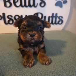 Bree - Black and tan female Yorkshire Terrier puppy in Clermont, Florida from Bella's Prissy Butts