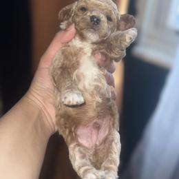 Poodle Puppies from Tiny Toy Poodles