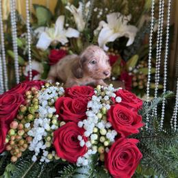 Billie - Dapple male Dachshund puppy in Wills Point, Texas from Duck Creek Farm
