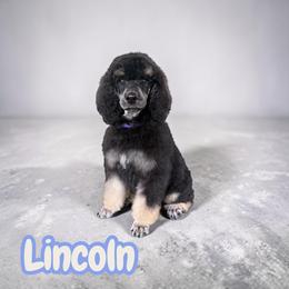Lincoln - Phantom male Poodle puppy in Port Orange, Florida from Daytona’s Standard Poodles