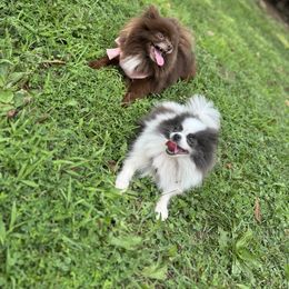 Pomeranian puppies from GTBBF Pomeranians