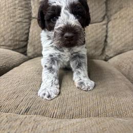 Muddy - Parti male Miniature Schnauzer puppy in Plaucheville, Louisiana from Honey Doux Southern Paws