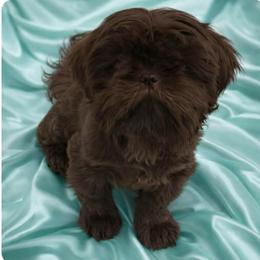 Ollie - Shih Tzu