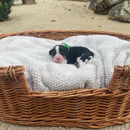 Gus - Tri-color male Cavalier King Charles Spaniel puppy in Shingle Springs, California from California Spaniels