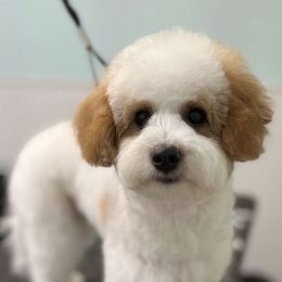 Goldendoodle All Grown Up from Scherrer Sweet Goldendoodles