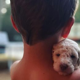 Bernedoodles, Goldendoodles, Poodles, and Sheepadoodles from Lindy’s Doodles