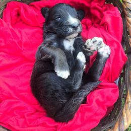 Mollie moose boy 1 - Parti male Saint Berdoodle puppy in Castle Rock, Washington from PNW Saint Berdoodles