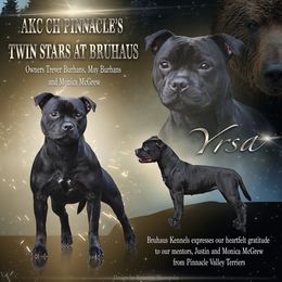 Staffordshire Bull Terrier All Grown Up from Bruhaus Kennels