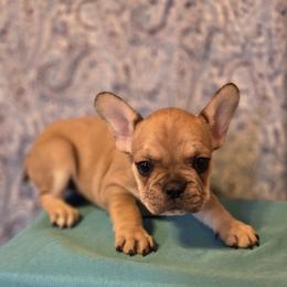 Genia - Fawn and white female French Bulldog puppy in Capitol Heights, Maryland from Heritage Bully Co.