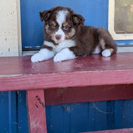 Ella - Red tri female Miniature Australian Shepherd puppy in Lufkin, Texas from Texas Lil Cowdogs