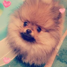 French Bulldog and Pomeranian Puppies from Purrs N Poms
