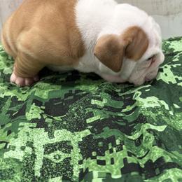 Bulldog Puppies from Bulldog's 4 Brothers