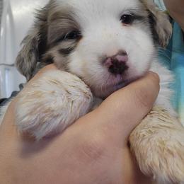 Ariat - Red merle male Miniature Australian Shepherd puppy in Dalhart, Texas from RNL Family Raised Pups