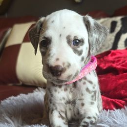 Chestnut (liver spotted) - White and lemon female Dalmatian puppy in Salem, Missouri from Paradise Spots Dalmatians