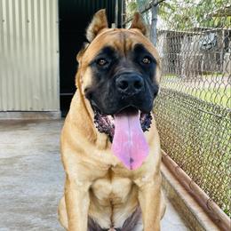 Avi - Cane Corso