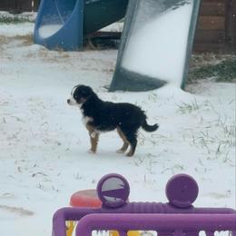 Skunky - Black tri female Toy Australian Shepherd puppy in Caddo Mills, Texas from R & W Aussies