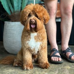 Atlas - Australian Labradoodle