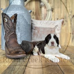 Waylon Jennings - Liver and white male English Springer Spaniel puppy in Henderson County, North Carolina from Roan Creek Kennels