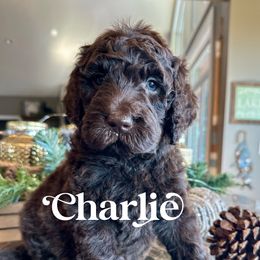 Charlie Brown - male Newfypoo puppy in Jackson, Missouri from Two Sisters Ranch, LLC