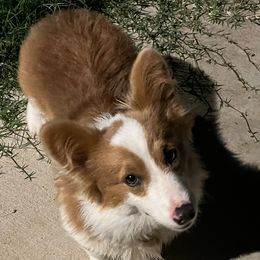 Drax - Pembroke Welsh Corgi