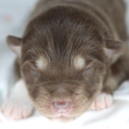 Toffee - Red and white male Alaskan Malamute puppy in Independence, Virginia from New River Valley Malamutes