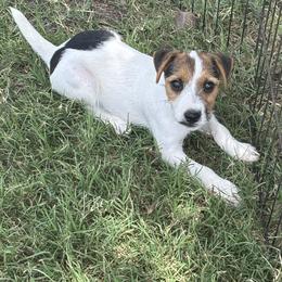 Girl 1 - Tri-color female Jack Russell Terrier puppy in Robstown, Texas from Smokin Pistol Jack Russell Terriers