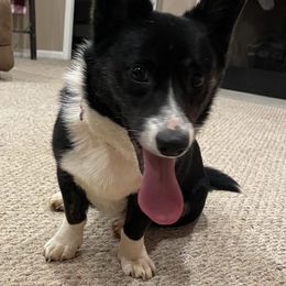 American Corgis and German Shepherds from Grace Ridge Shepherds and Corgis