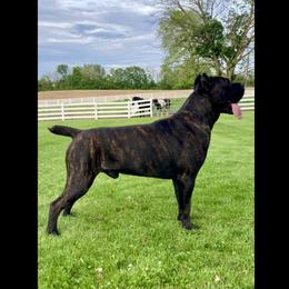 Fury - Cane Corso