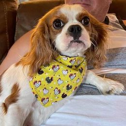 PIPER - Cavalier King Charles Spaniel
