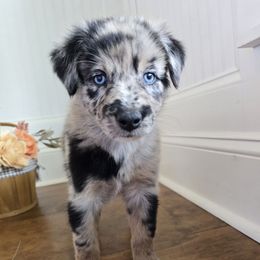 Cyrus - Blue merle male Australian Shepherd puppy in Wrightsville, Georgia from Wild Magnolia Farms Aussies