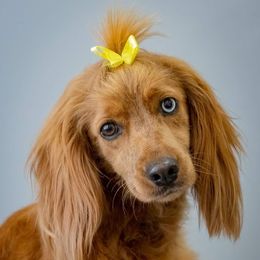 Ruby - Cockapoo